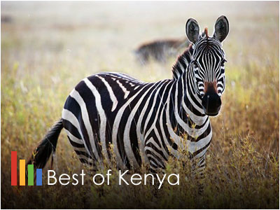 Best of Kenya Safari Adventure