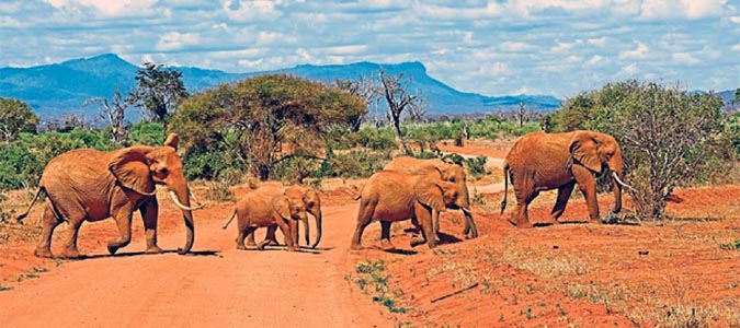 Tsavo National Park - Kenya