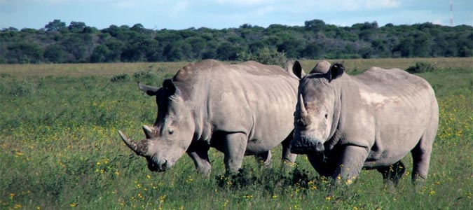 Northern White Rhino Ol Pejeta Conservancy - Kenya