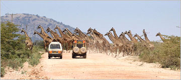 African Wildlife Safaris