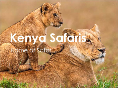 Kenya Wildlife Safaris