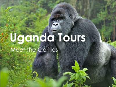 Uganda Gorilla Tracking Safaris