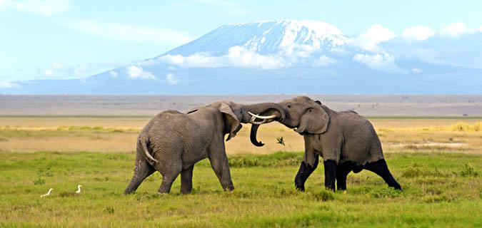 Amboseli Flying Package Safari By Air