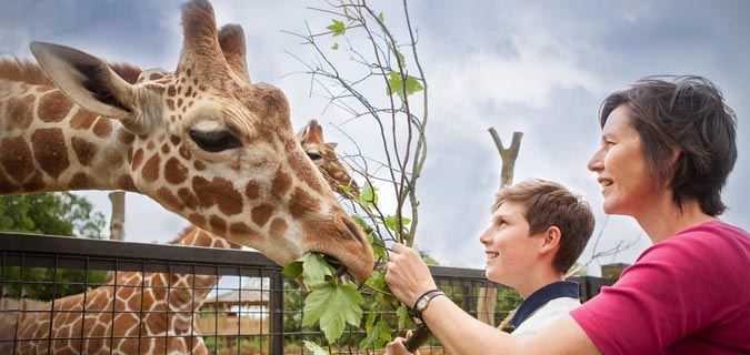 Nairobi AFEW Giraffe Manor