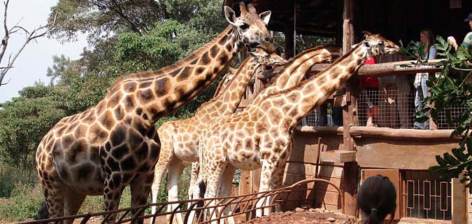 Nairobi Giraffe Centre