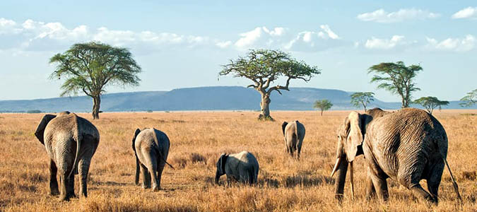 Akagera National Park - Rwanda