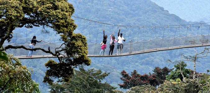 Canopy Walk Nyungwe Forest National Park - Rwanda