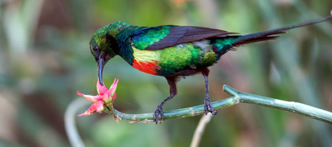 rwanda bird watching safari nyungwe forest