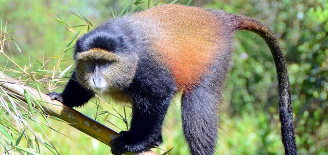 rwanda golden monkeys gorilla safari tour