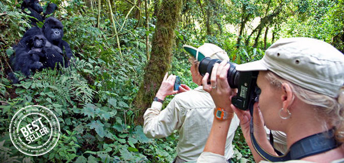 rwanda gorilla chimpanzee photography safari