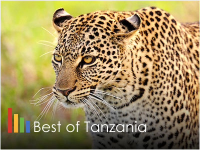 Best of Tanzania Wildlife Safari