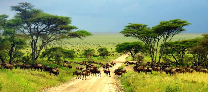 Serengeti National Park - Tanzania