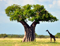 Tarangire National Park