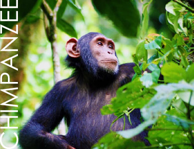 Kibale Forest Uganda