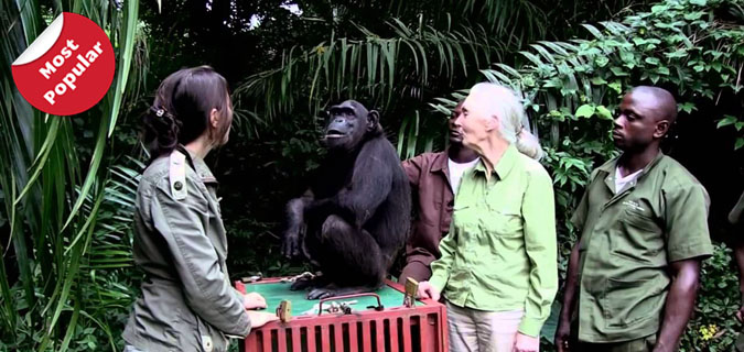 jane goodall chimpanzee conservation safari trail uganda