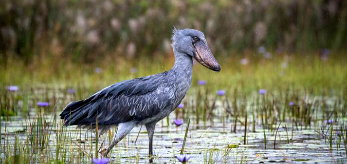 uganda birding shoebill stork safari