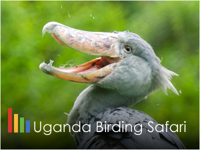 Uganda Bird Watching Safari