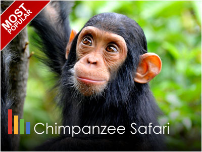 Uganda Chimpanzees Safari