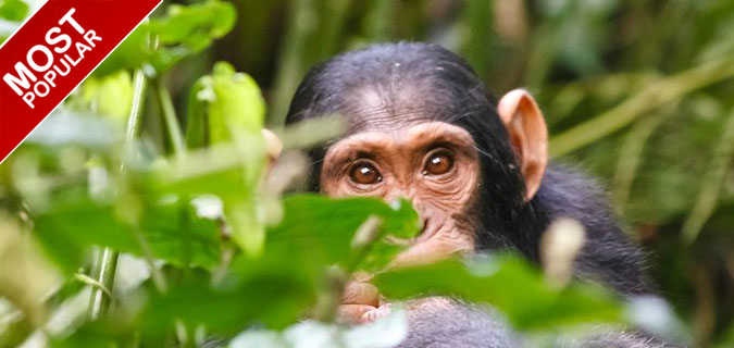 uganda chimpanzee tracking kibale forest safari