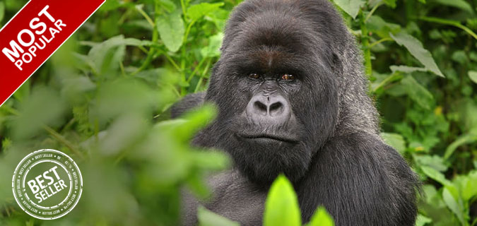 uganda gorilla chimpanzee primates photography safari