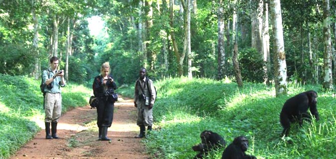 uganda primates highlights safari