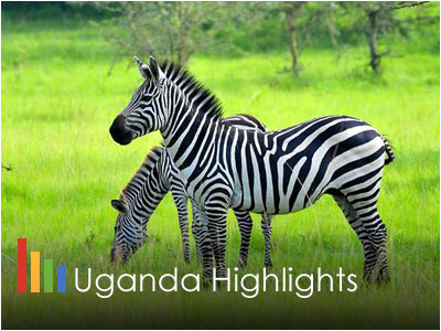 Uganda Gorilla and Wildlife Safari